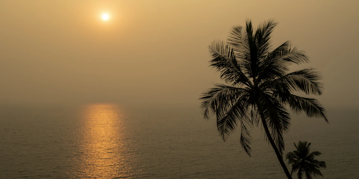 A palm tree against the sunset over the sea in Goa